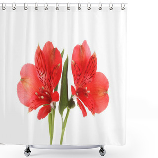 Personality  Two Red Alstroemeria Flowers Shower Curtains