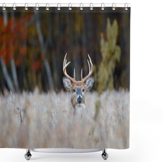 Personality  White-tailed Buck (Odocoileus Virginianus) On Alert In A Soybean Field During Autumn. Selective Focus, Background Blur And Foreground Blur. Shower Curtains