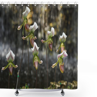 Personality  Lady Slipper Orchid Paphiopedilum Shower Curtains