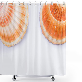 Personality  Sea Themed Simple Composition: Sea Shells And Copy Space For Tex Shower Curtains