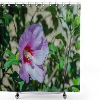 Personality  Flower Rose Mallow Hibiscus Syriacus Close Up View  Outdoors And Sunlight Shower Curtains