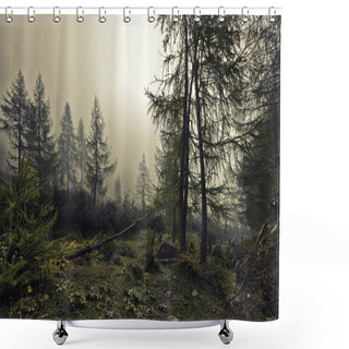 Personality  A Mystical Forest With Fog And Shining Behind Trees Shower Curtains