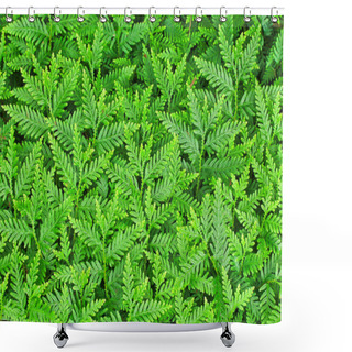 Personality  Fern Leaves Close Up  Shower Curtains