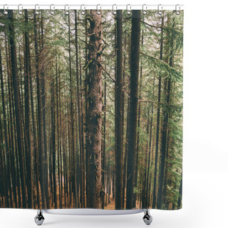 Personality  Beautiful Tall Evergreen Trees Growing In Indian Himalayas, Manali Shower Curtains