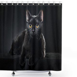 Personality  British Black Cat Isolated On Black Background Shower Curtains