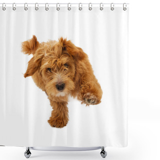 Personality  Fluffy Puppy Running Forward Shower Curtains