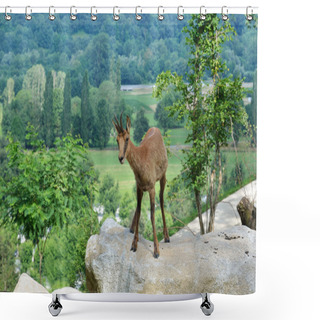 Personality  Pyrenean Chamois In Summer Mountains Shower Curtains