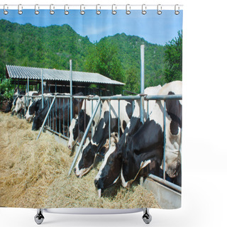 Personality  Herd Of Cows Eating Hay In The Stable Shower Curtains