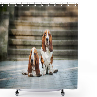 Personality  Two Basset Hound Shower Curtains