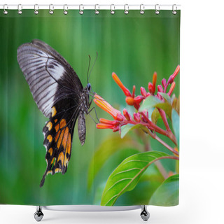 Personality  Common Mormon Butterfly Sitting On The Flower Plants  In Its Natural Habitat On A Beautiful Spring Morning. Shower Curtains