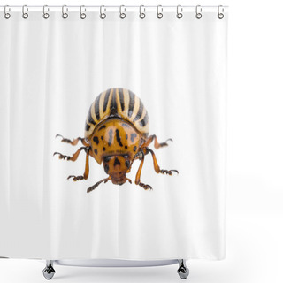 Personality  Colorado Potato Beetle Shower Curtains