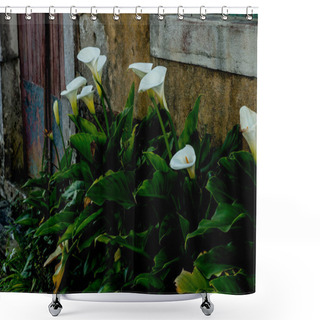 Personality  Calla Lilie Bush In Front Door Shower Curtains