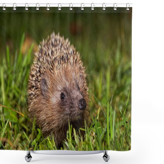 Personality  A European Hedgehog, Erinaceus Europaeus, On A Meadow.  Shower Curtains