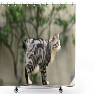 Personality  Japanese Bobtail Domestic Cat, Female   Shower Curtains