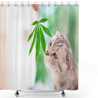 Personality  Scottish Fold Cat Sniffs Green Leaf Of Marijuana In Hands. Portrait Close-up On Blurred Background With Leaf Cannabis Shower Curtains