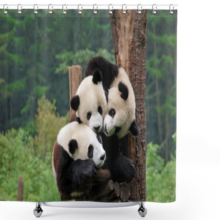 Personality  Three Pandas Shower Curtains