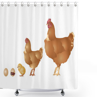 Personality  Life Of Hen Shower Curtains