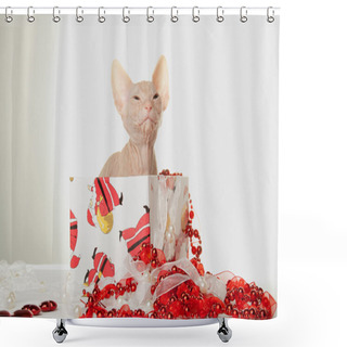 Personality  Lovely Kitten Of Sphinx Seating In Christmas Giftbox Shower Curtains