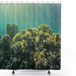 Personality  Wunderschoene, Bunte Korallenriffe Im Roten Meer. Wir Starteten Unsere Tauchsafari In Marsa Alam. Shower Curtains