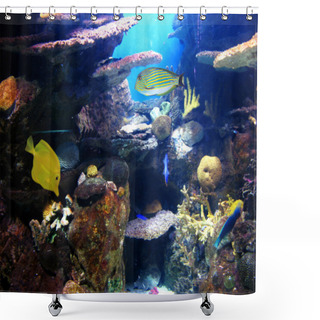 Personality  Colorful And Vibrant Aquarium Life Shower Curtains