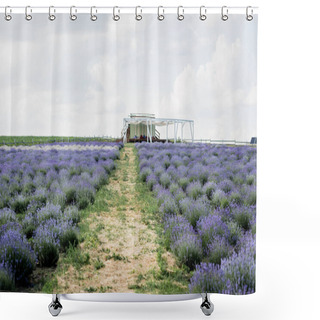 Personality  Field With Blooming Purple Lavender In Plant Nursery Shower Curtains