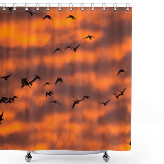 Personality  Canada Geese Shower Curtains
