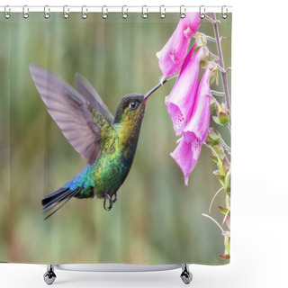 Personality  A Side Shot Of A Fiery-throated Hummingbird Feeding On A Foxglove Flower At A Garden In The Cloudforest Of Costa Rica Shower Curtains