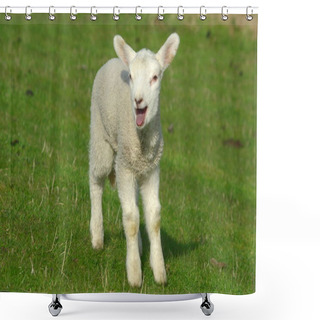 Personality  Farm Animals, Selective Focus  Shower Curtains