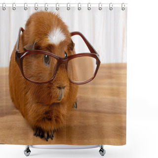 Personality  Funny Guinea Pig Wearing Glasses (on A Wooden Background), Copy Space On The Right For Your Text Shower Curtains