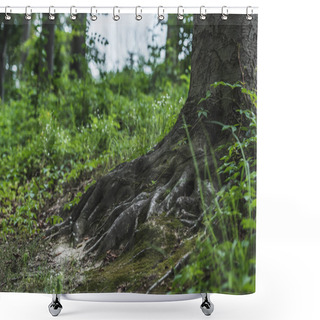 Personality  Tree Roots With Ground Covered With Moss In Forest Shower Curtains