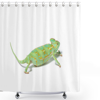 Personality  Close-up View Of Exotic Chameleon Isolated On White Shower Curtains