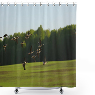 Personality  Geese Spring Migratory Birds In The Field, Spring Landscape Background Shower Curtains
