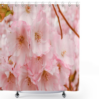 Personality  Sakura Flower Bloom Shower Curtains