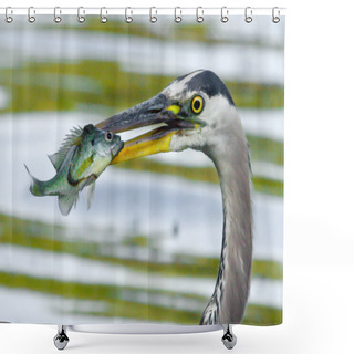 Personality  Great Blue Heron Catches A Bluegill In Soft Focus Shower Curtains