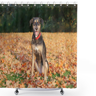 Personality  Funny Cute Female Dog Sitting On Ground In Park Among Autumn Fall Yellow Red Leaves. Adorable Domestic Canine Animal Outdoor. Shower Curtains