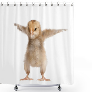 Personality  Araucana Chicken, 8 Days Old, In Front Of A White Background Shower Curtains