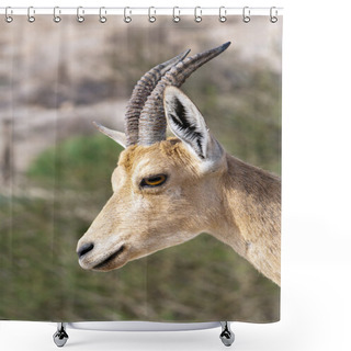 Personality  Nubian Ibex Shower Curtains