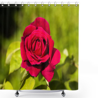 Personality  Red Rose On Blooming On A Garden In Springtime Shower Curtains