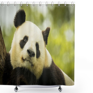 Personality  Great Panda Ailuropoda Melanoleuca Portrait Shower Curtains