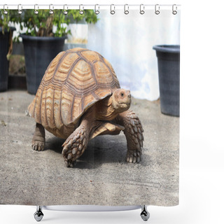 Personality  Sulcata Tortoise Walking On Cement Floor Shower Curtains