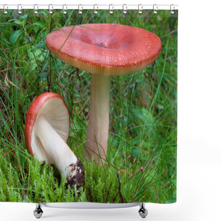 Personality  Red Russula Mushrooms Shower Curtains