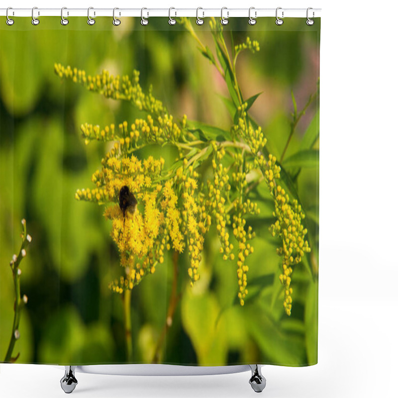 Personality  Solidago, Commonly Called Goldenrods, Is A Genus Of Species Of Flowering Plants In The Family Of Asters, Asteraceae. Most Of Them Are Herbaceous Perennial Species Found In Open Places Shower Curtains