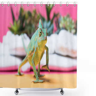Personality  Close-up View Of Cute Colorful Chameleon Crawling On Pink Shower Curtains