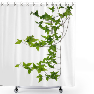 Personality  Few Ivy Stems Isolated Over White. Shower Curtains