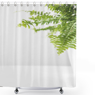Personality  Close-up View Of Green Leaves Of Beautiful Potted Fern On White  Shower Curtains