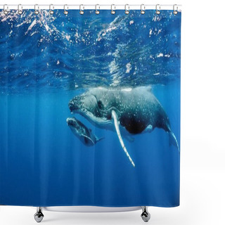 Personality  A Beautiful Underwater Shot Of Two Humpback Whales Swimming Near The Surface Shower Curtains