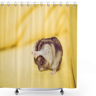 Personality  Adorable Grey Fluffy Hamster Washing Himself On Yellow Surface Shower Curtains