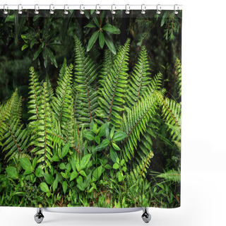 Personality  Close-up View Of Beautiful Green Fern Growing In Indian Himalayas, Dharamsala, Baksu Shower Curtains