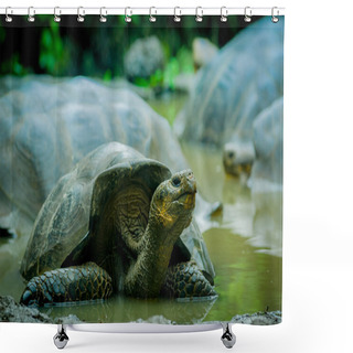 Personality  Giant Turtles In San Cristobal Galapagos Islands Shower Curtains