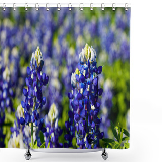 Personality  Beautiful Texas Bluebonnets Shower Curtains